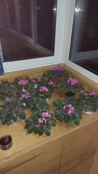 Продам фіалки постійно квітучі