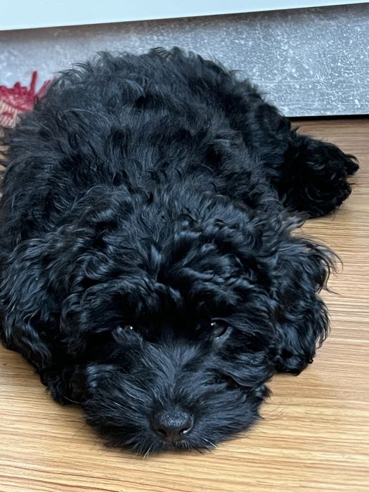 Щенок Мальтипу мальчик