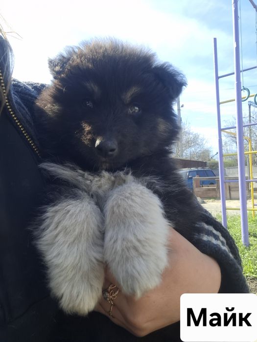 Віддам гарнюніх цуценят