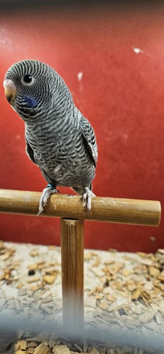 Papuga papugi faliste blackface