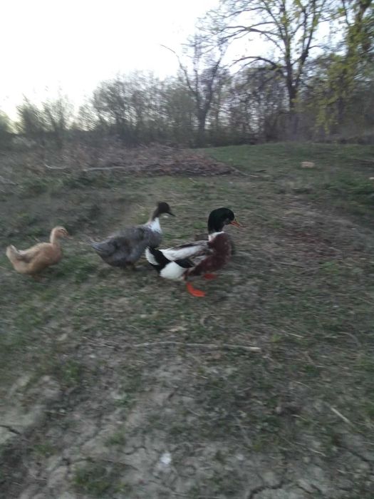 Яйця  інкубаційні качок саксонських,