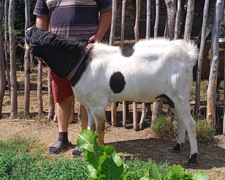 Для покриття каморі-нубійський цап