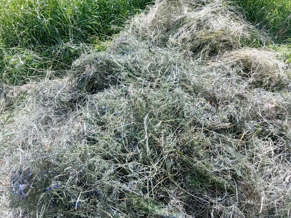 Весняне сіно для шиншил, морських свинок та кроликів