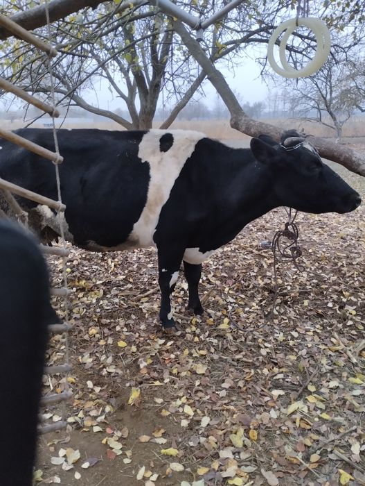 Продам дийну корову