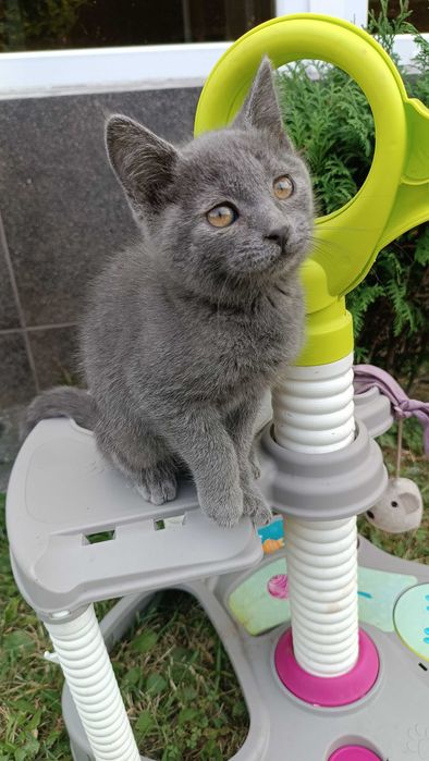 Шотландські кошенята