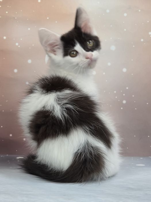 Котята мальчишки манчкин лонг