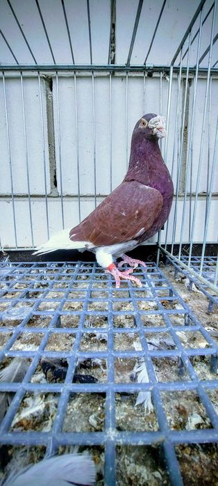 Gołębie staropolskie