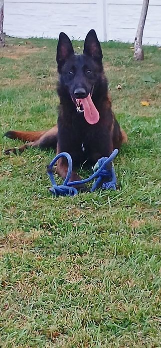 Owczarek Belgijski Malinois Piesek ZKwP