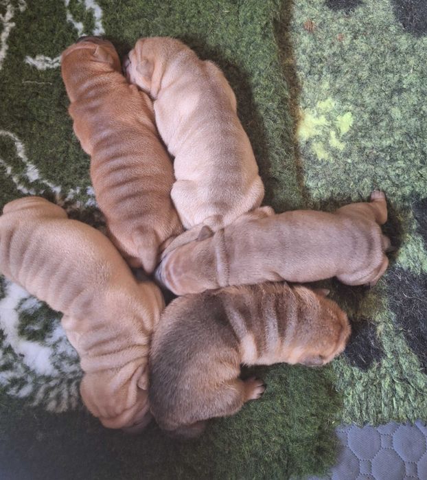 Shar pei, szczenię, suczka ZKwP/FCI