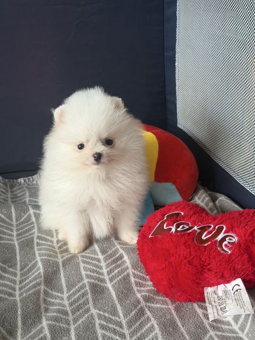 Linda femea  pomerania