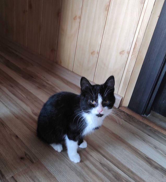 Віддаємо кошшеня кішечку в хороші руки