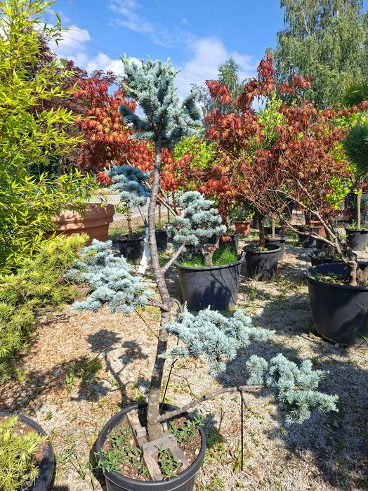 Bonsai m.in. z sosny 'Watereri', DUŻE OKAZY