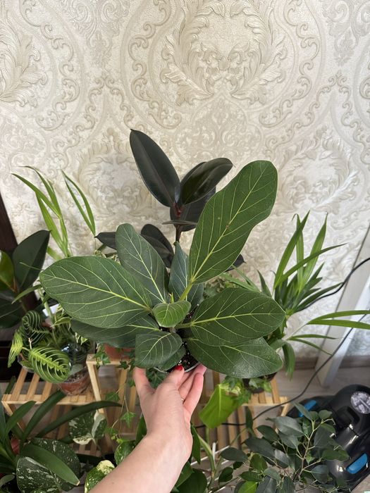 Кімнатні квіти Рослини