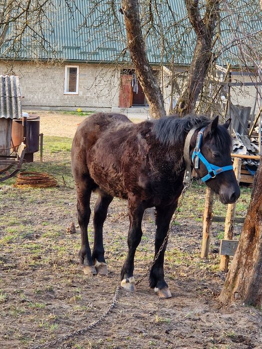Жеребець по першерону