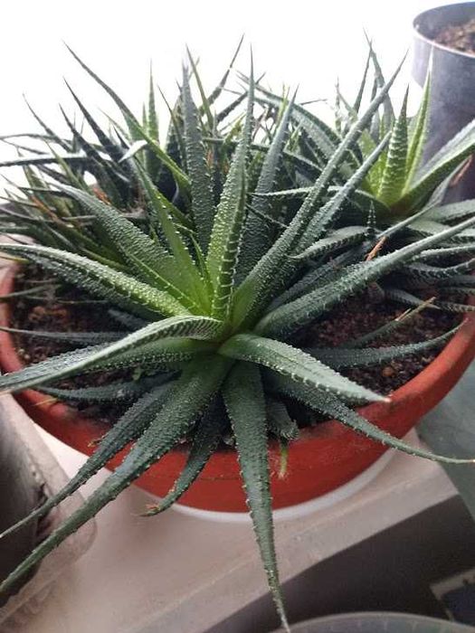 Хавортія кімнатна рослина