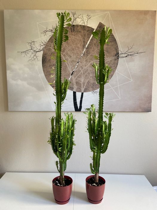 Wilczomlecz trójżebrowy, kaktus, sukulent