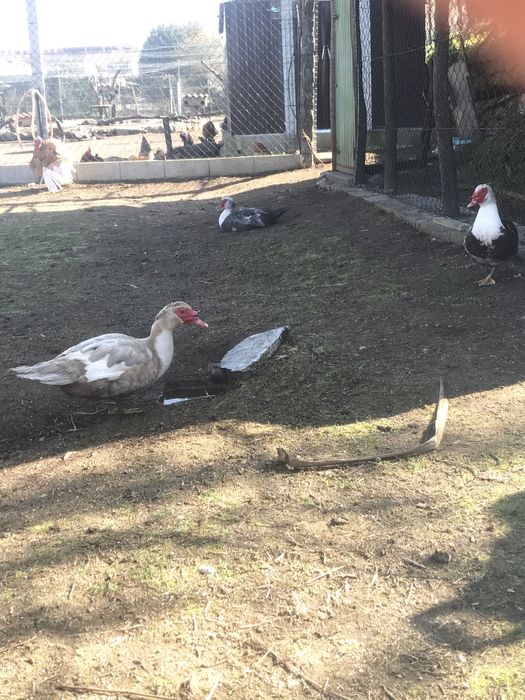 Patos mudos grandes criados ao ar livre