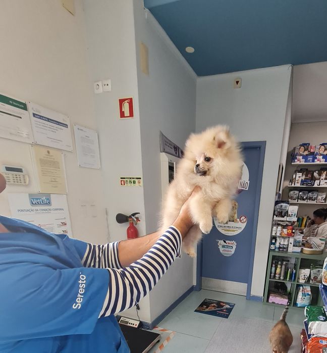 Spitz lulu  Pomerânia anão linhagem russa  lindo  c/pedigree