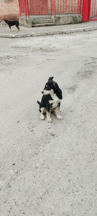 Отдам в хорошие руки  щенков