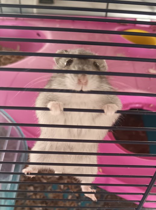 Hamster mais Gaiola