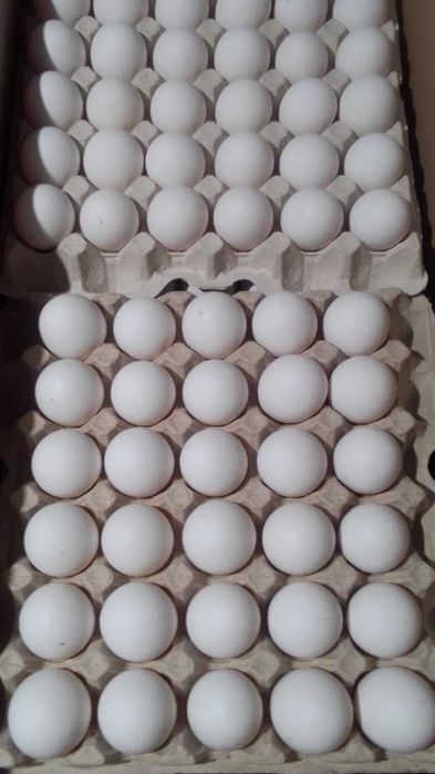 Яйце НЕСУЧКИ інкубаційне