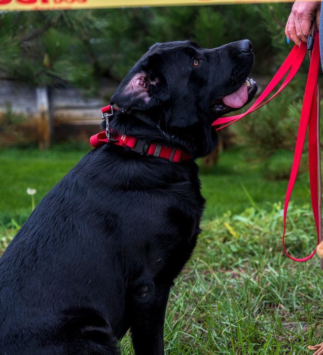 Лабрадор - в'язка