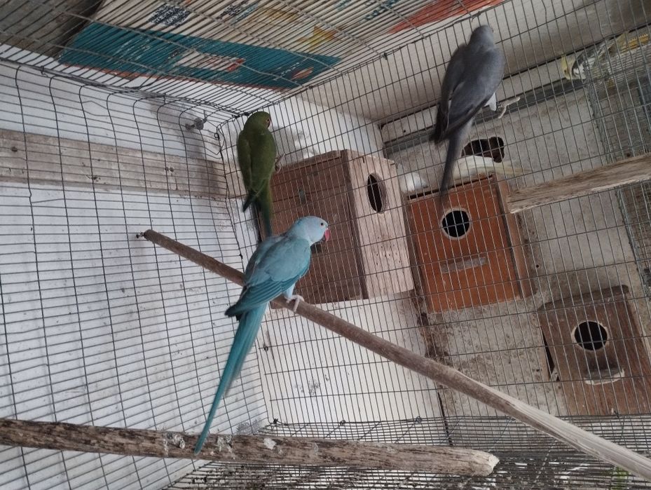 Rings necks para trocar