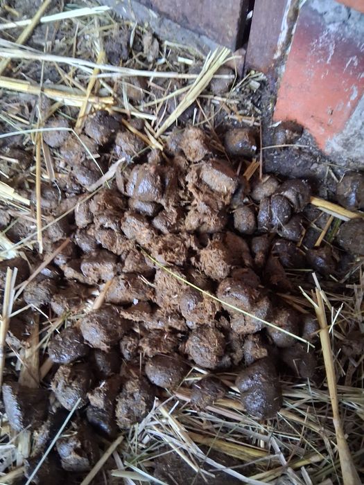 Sprzedam obornik koński