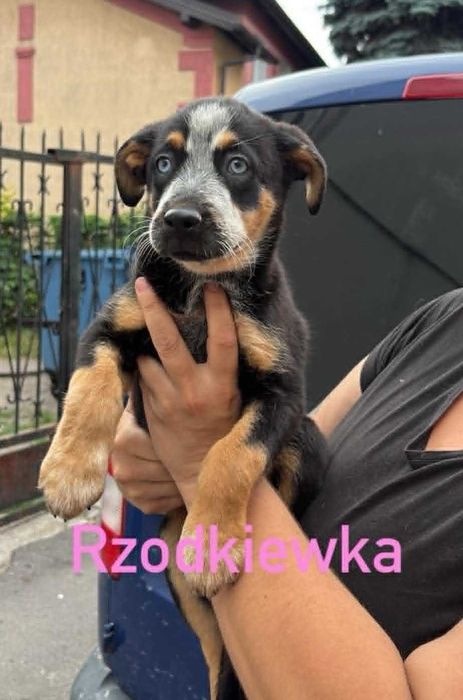 2 mies. szczeniaki do odpowiedzialnej adopcji
