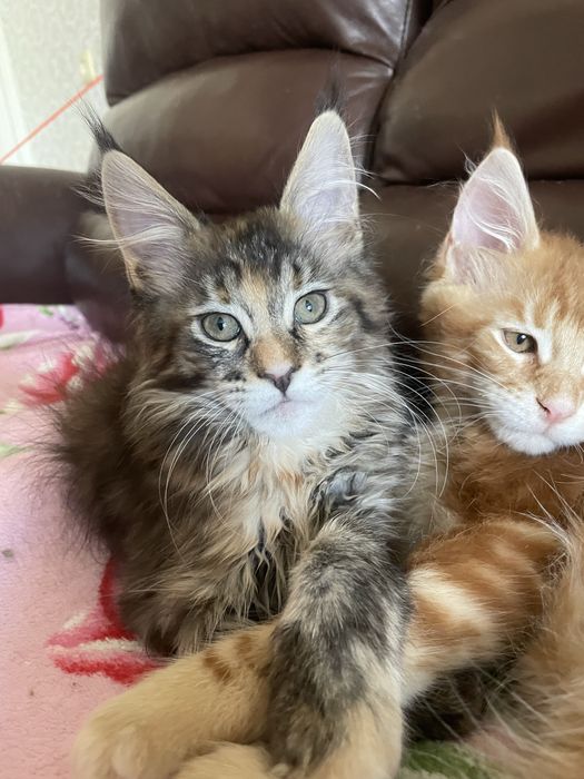 мейнкуны с документами.