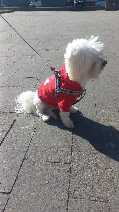 Мальтійська болонка в'язка