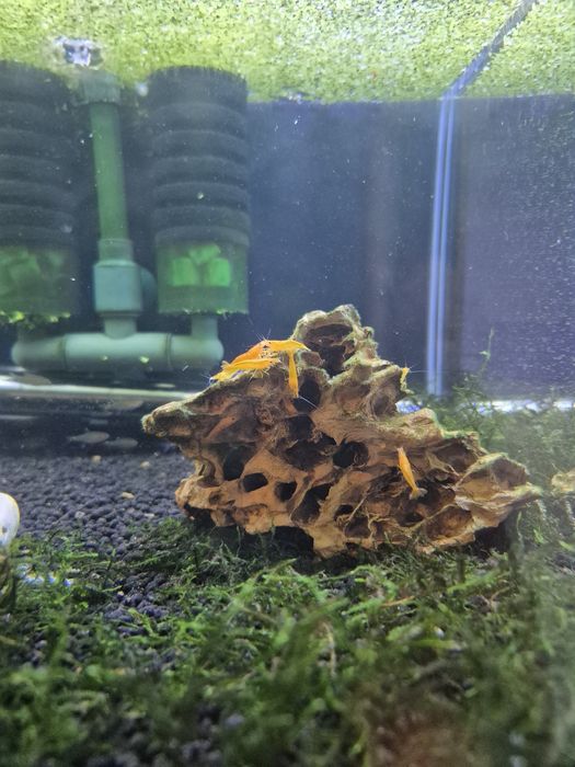 Camarões de varias cores