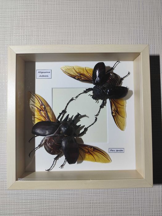 Ręcznie preparowana ramka entomologiczna – Megasoma actaeon