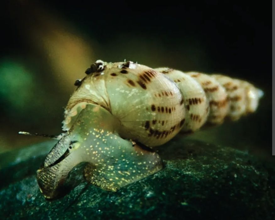 Pack Caracóis Physa e Trombeta