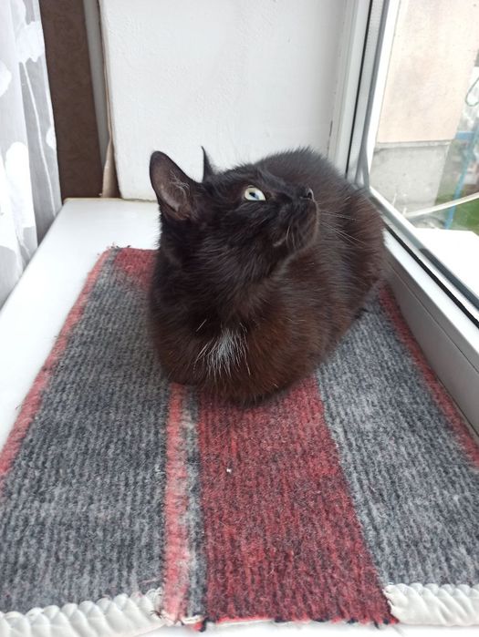 Чорненька кішечка