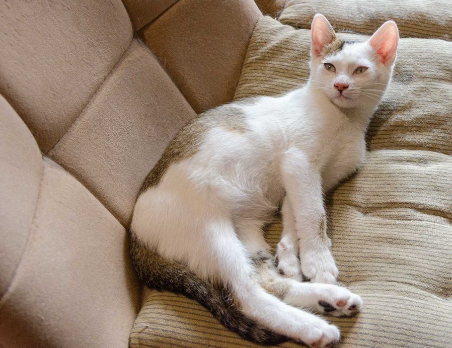 Ніжний плюшик Карамель метис абісинської породи шукає родину.