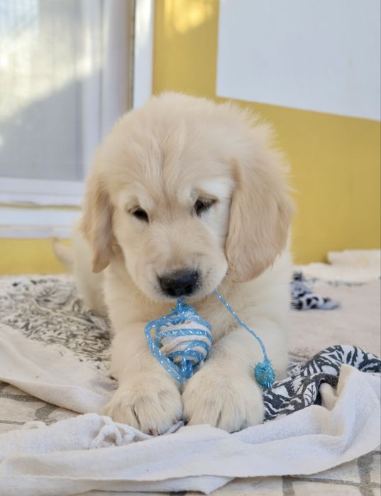 Golden Retriever fêmea com LOP