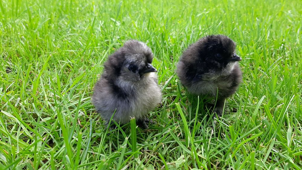 Kurczaki,pisklęta dwudniowe