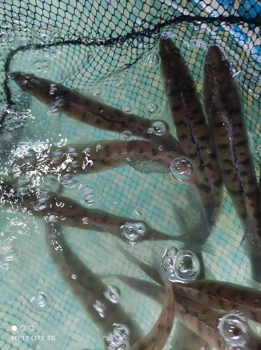 Sandacz miętus w sprzedaży