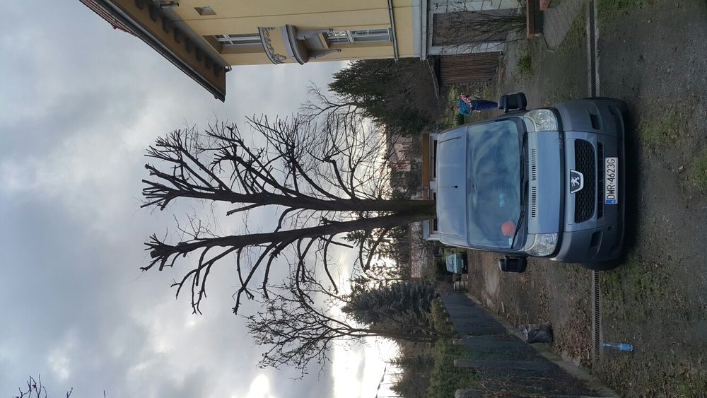 Wycinka drzew przycinanie korony tuii wywóz gałęzi, czyszczenie rynien