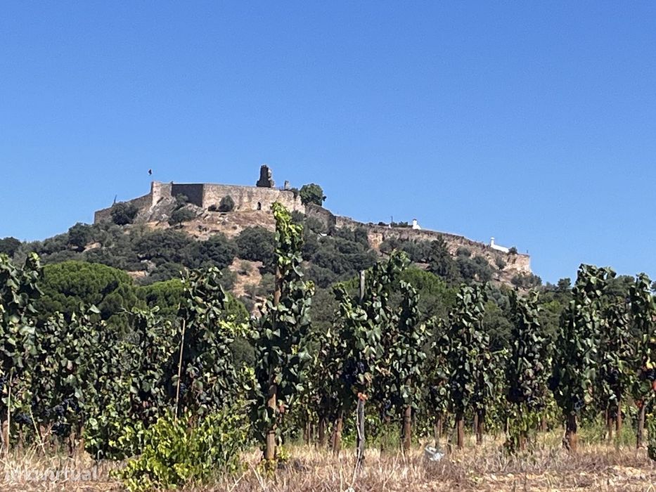 Quinta Vinícola em Alegrete