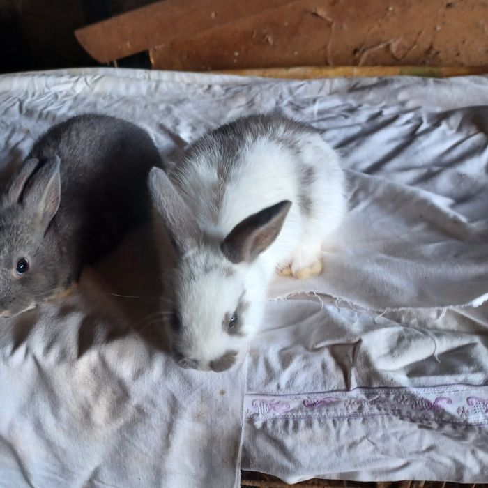 Vendo coelhos anões