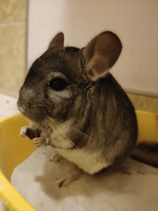 Szynszyla plus pełna wyprawka