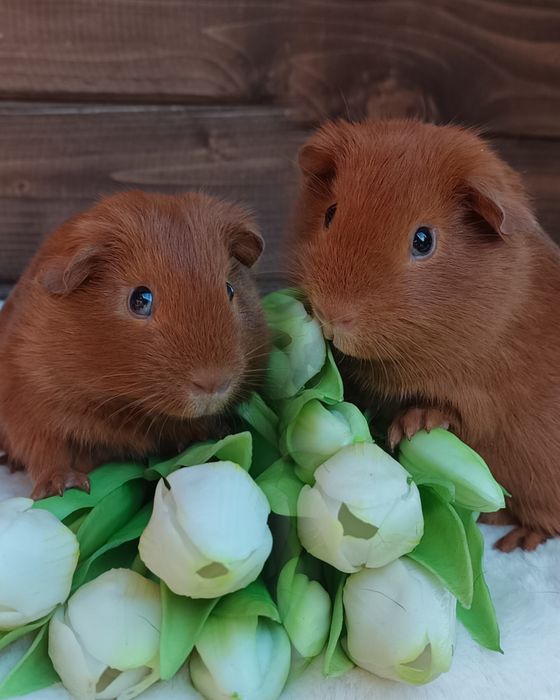 Świnka morska US Teddy ,kawia domowa  gładkowłosa