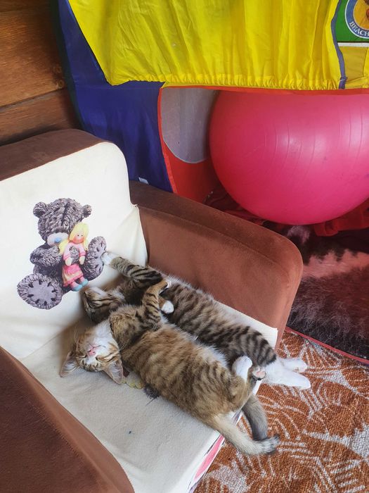 Подарю ласковых котят в добрые руки