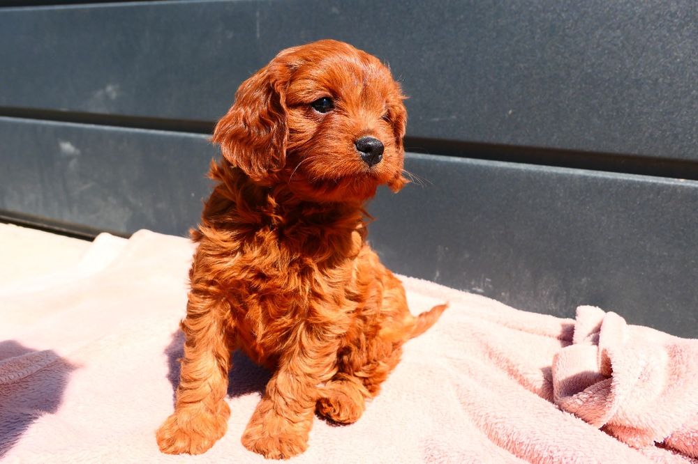 Cudna dziewczynka Cavapoo