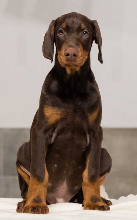 Doberman FCI wybitne, mocnej budowy szczenię