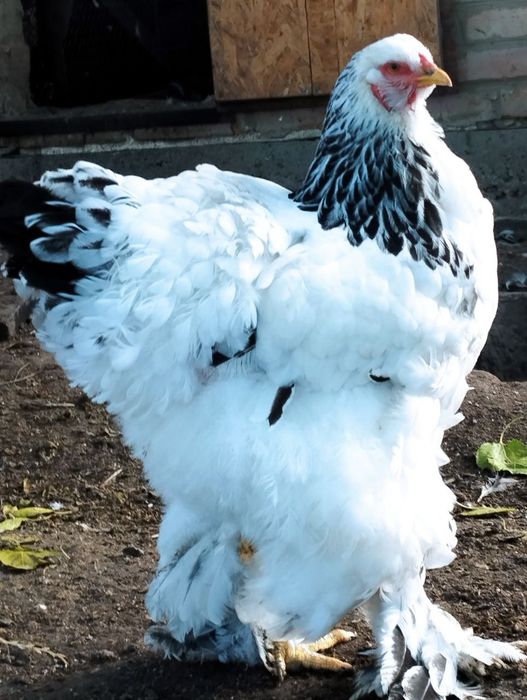 Інкубаційні яйця курей породи Брама світла