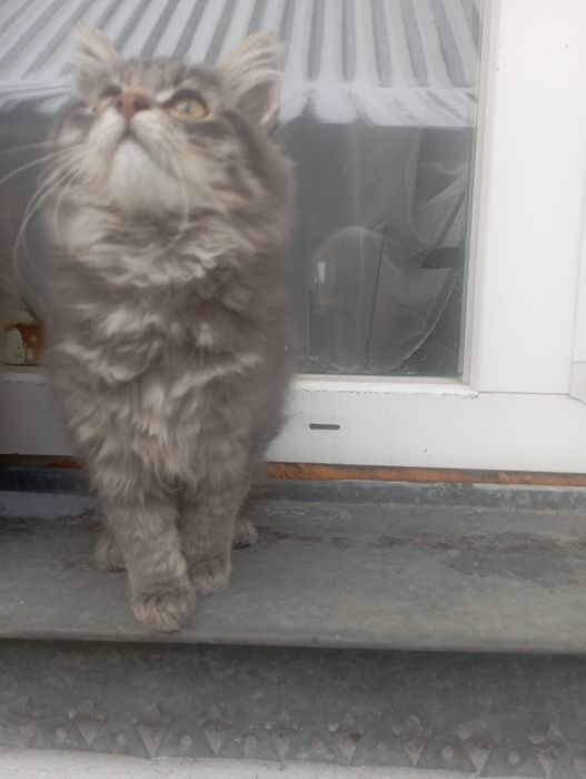 Котик-муркотик  в добрі руки