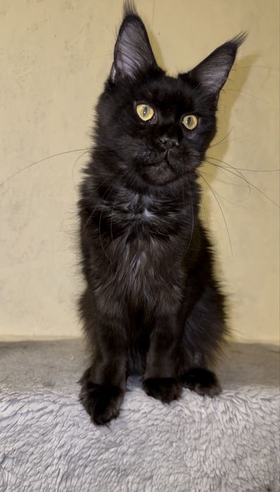 Виводиться з розведення киця мейн-кун